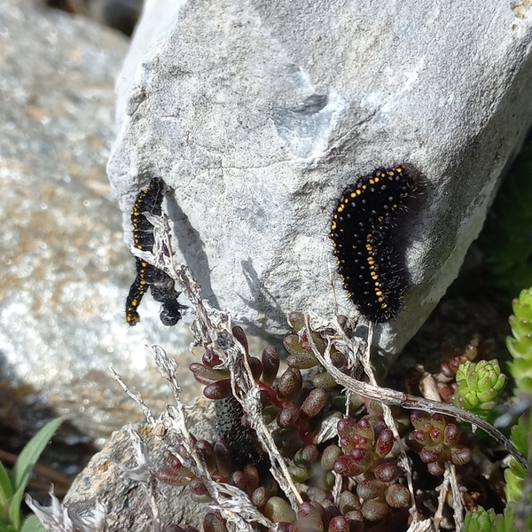 Un bruco di Apollo con le caratteristiche macchie gialle.