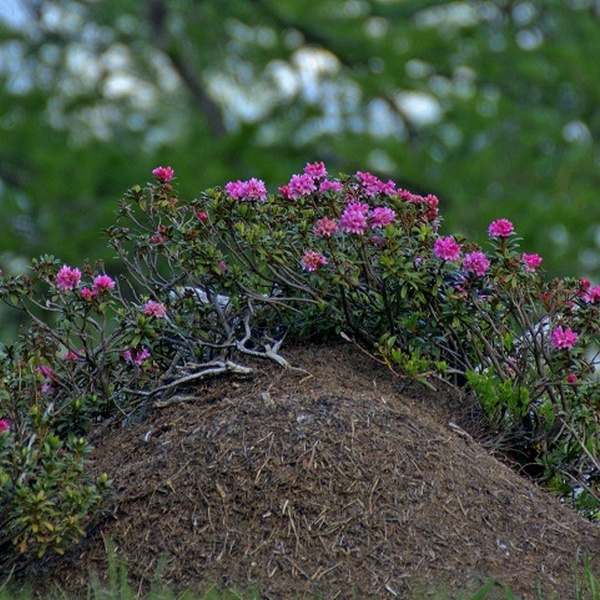 Coacervo di formica rufa