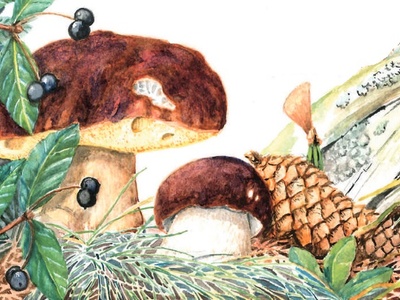 Il boletus pinophilus, mieux connu sous le nom de cèpe.