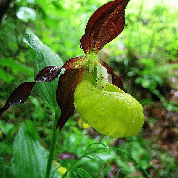 Cypripedium calceolus