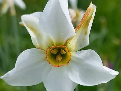 Fiore di narciso selvatico