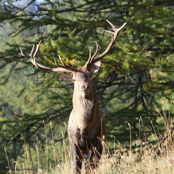 Cervo maschio  _ foto Massimo Rosso