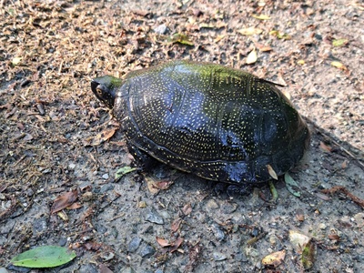Un individu d\u0027Emys orbicularis observé dans la Marais des Mareschi le 8 mai 2025.