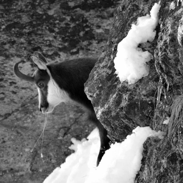 Camoscio nel suo habitat, tra rocce e neve