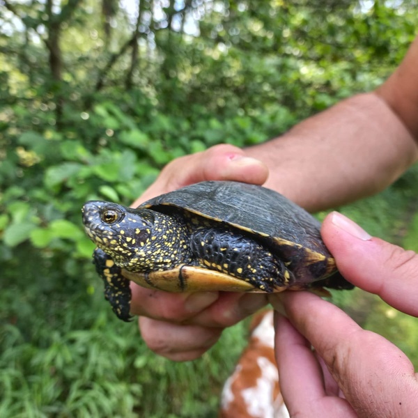Monitoraggio Emys orbicularis
