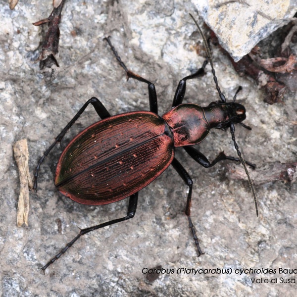 Carabus cychroides