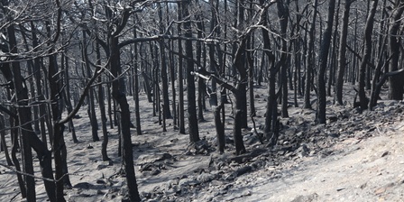 Danni incendio