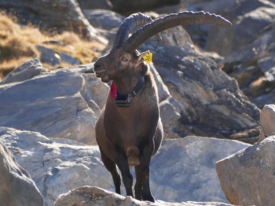 L\u0027isard Cozio à qui un collier radio a été appliqué dans la ZSC Rocciamelone pendant le projet Interreg Lemed\u002DIbex.