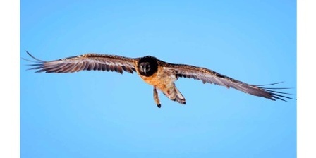 Eco delle Valli Valdesi