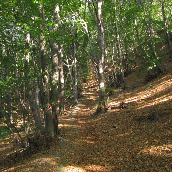 Une hêtraie dans le Parc Naturel du Grand Bois de Salbertrand
