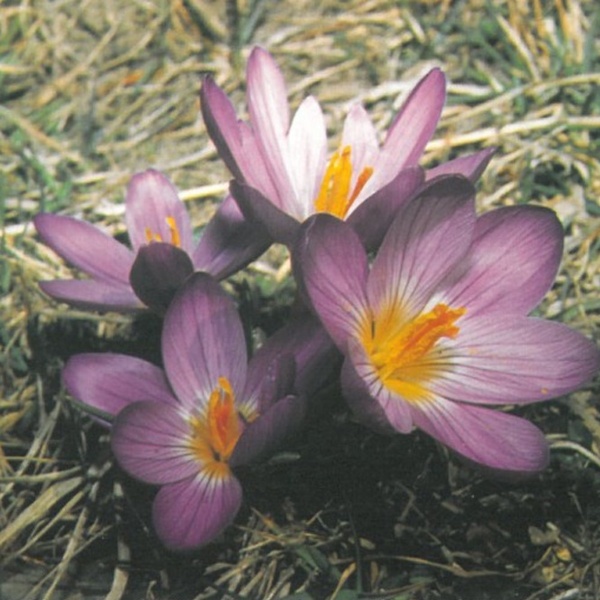 Zafferano selvatico (Crocus vernus)