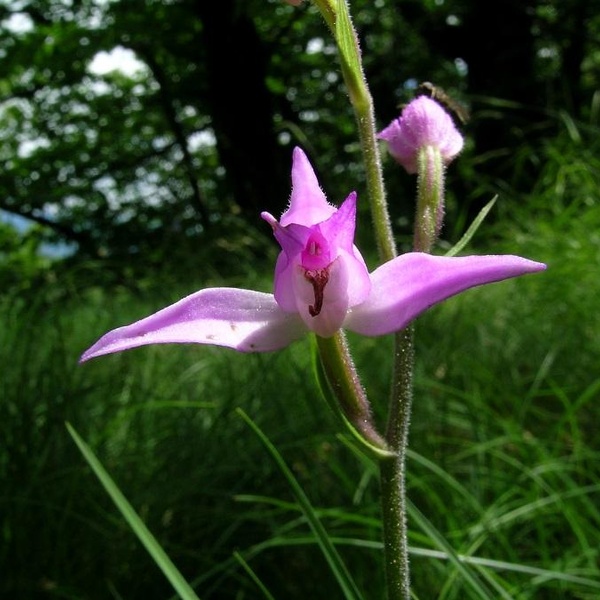 Cephalanthera rubra