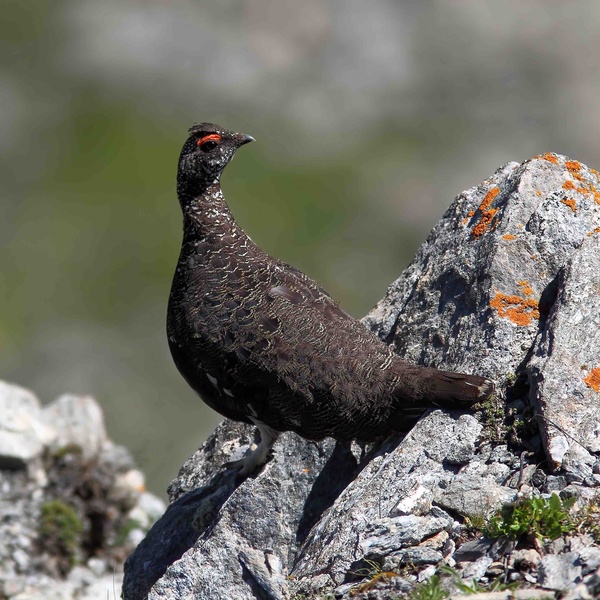 \u003Cblockquote\u003EPernice nella livrea tardo estiva\u003C/blockquote\u003E