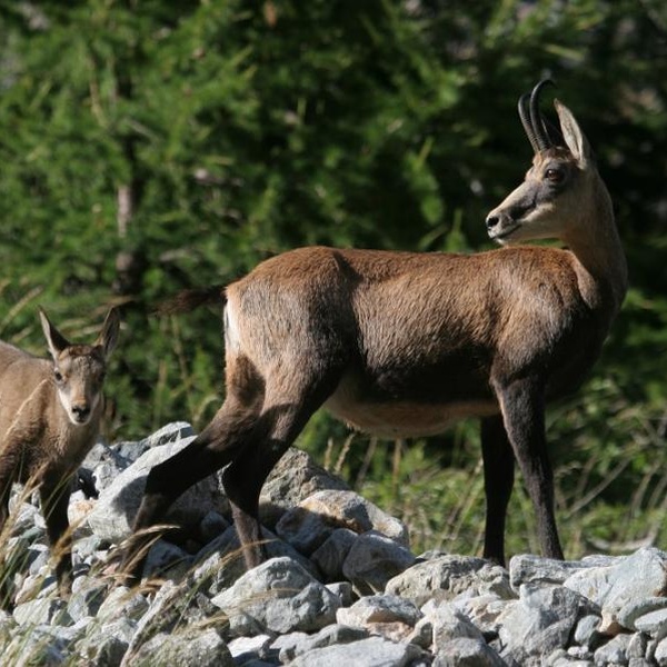Camosci nel parco naturale Orsiera\u002DRocciavrè