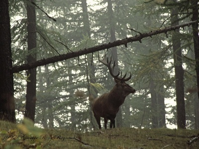 Cervo maschio