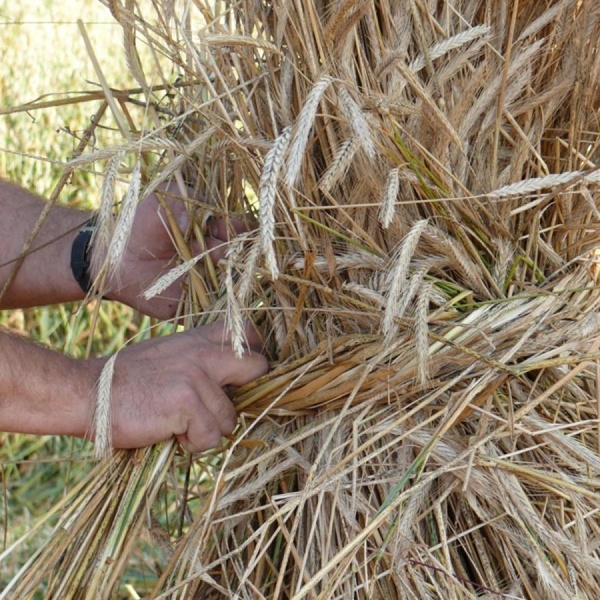 Covoni di segale a Oulx