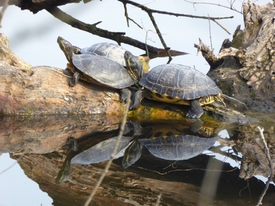 Certains individus de Trachemys scripta prennent le soleil dans les Lacs d\u0027Avigliana.