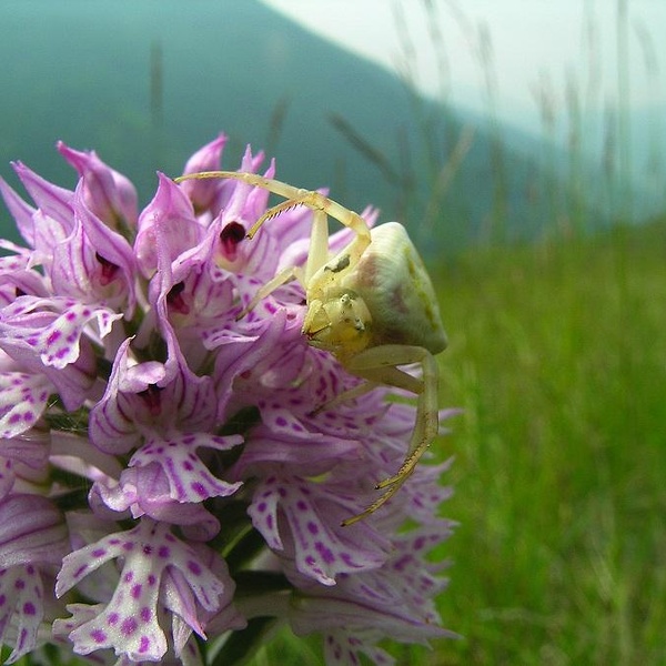 Orchis tridentata