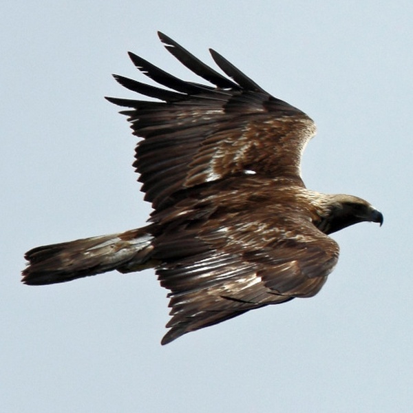 Un\u0027aquila reale immortalata da posizione elevata.