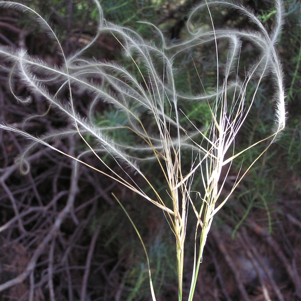 Stipa pennata