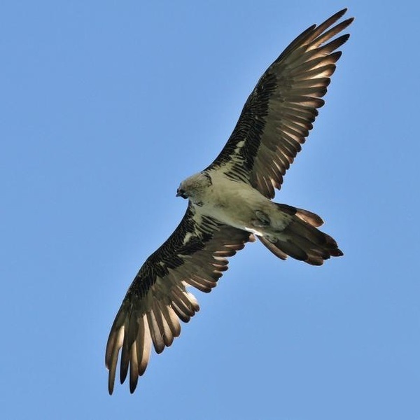 Palanfrè. Gipeto privo della tipica colorazione ferrosa