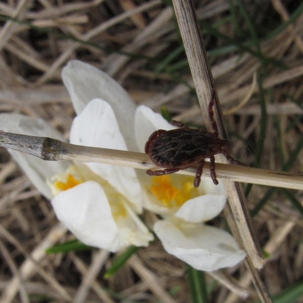 Tick among the grass