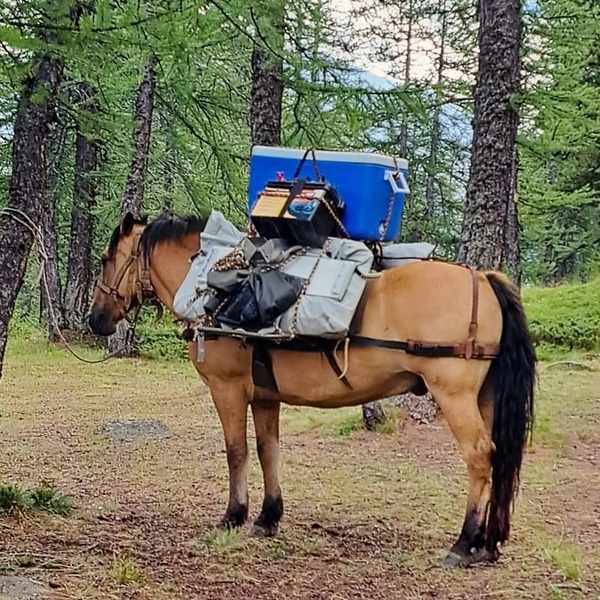 Trasporto someggiato