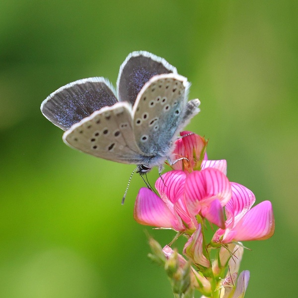 Phengaris arion \u002D specie in Direttiva