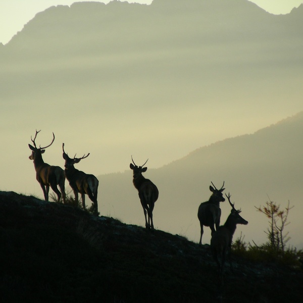 Giovani cervi maschi