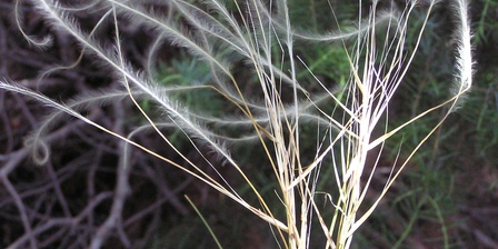 Stipa pennata