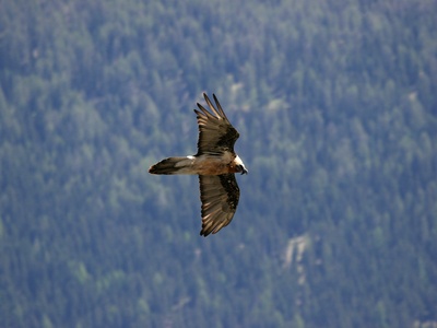 Un gipeto veleggia nei cieli dei Parchi Alpi Cozie