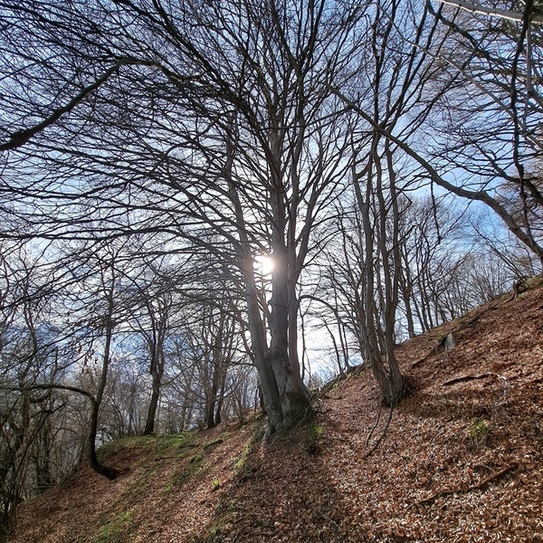 Ceduo di faggio invecchiato a Ben Munè \u002D Val Sangone\u000D\u000AParco naturale Orsiera Rocciavrè