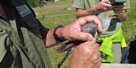 Il giovane cuculo viene manipolato con grande perizia e delicatezza da un guardiaparco dotato di patentino come inanellatore riconosciuto da Ispra.