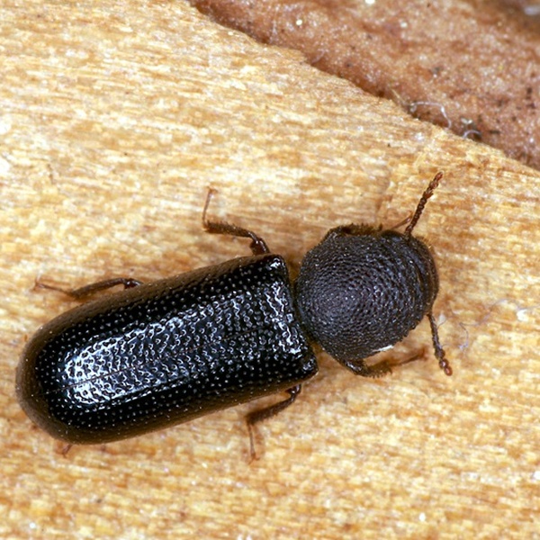 Un esemplare di Stephanopachys linearis