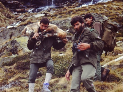 Domenico Rosselli trasporta uno stambecco durante le attività scientifiche legate all\u0027introduzione dell\u0027ungulato nel Parco Naturale della Val Troncea, 1987/1988.