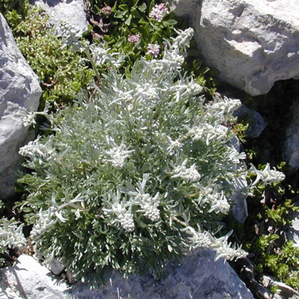 Une plante de génépi