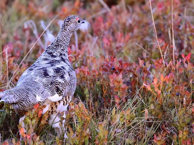 La pernice bianca non si può cacciare (ovviamente) nei parchi e nelle riserve naturali, ma nemmeno nei siti della Rete Natura 2000.