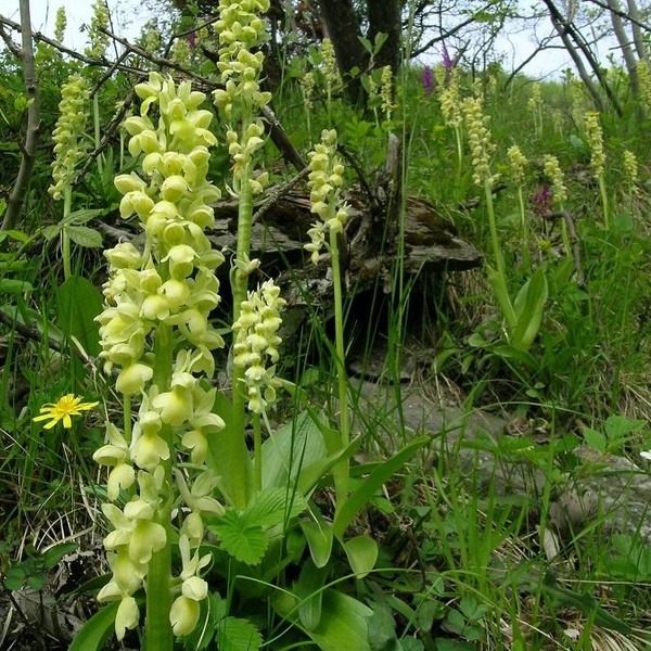 Orchis pallens