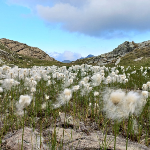 Fioritura di Eriophorum scheuchzeri in prossimità dell’area umida tra i siti a quota 2584 m e 2790 m.
