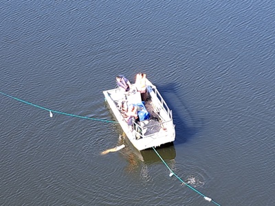 Un esemplare di pesce siluro catturato con palamito.