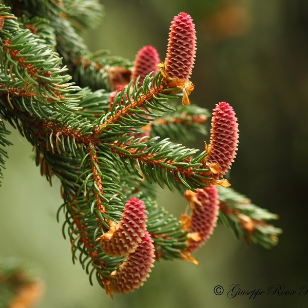 Abete rosso fiori femminili