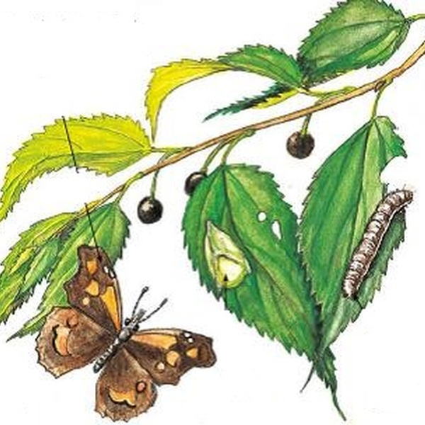 Papillon micocoulier