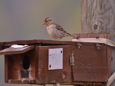 Passera lagia Photo de Damiano Corrado