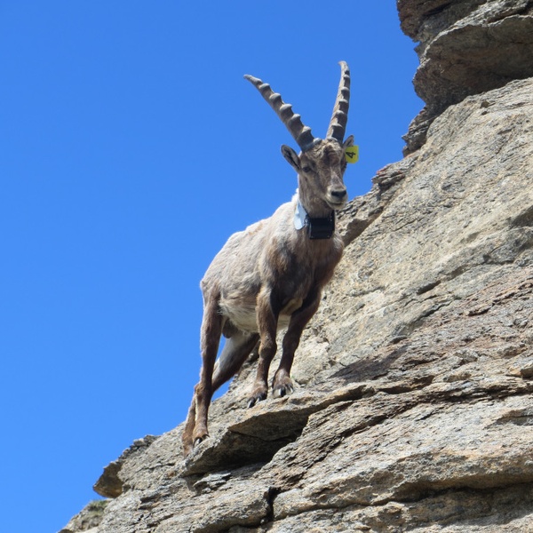 Lo stambecco Cuore Grande a cui è stato applicato un radiocollare nella zona del Parco Naturale Orsiera Rocciavré durante il progetto Alcotra Lemed Ibex.
