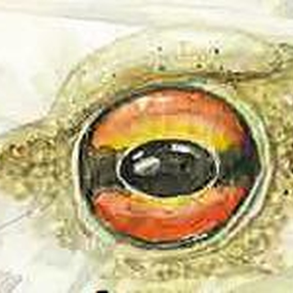 Yeux de crapaud