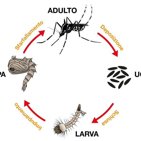 Le cycle de vie du moustique