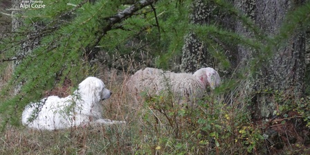 La pecora e il cane da guardiania immortalati dai guardiaparco dopo il tentativo di predazione
