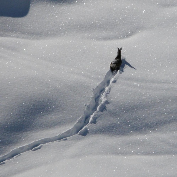 Winter in Val Troncea Park