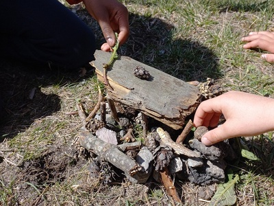 I segreti del Bosco Vecchio