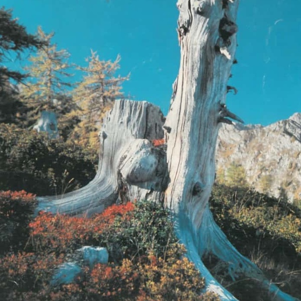 Vecchio ceppo di larice